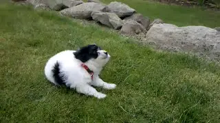 Charlie, our new havaton puppy playing in the yard