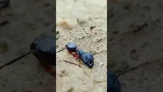 Injured ant makes a last-ditch effort to survive,#injured #susvbe #ants #antseating #comment #short