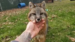 Nikita Grey fox gets pets Bongo fox eats blueberries 🫐