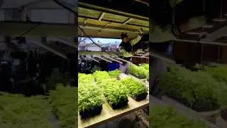 Winter Cannabis Pheno Hunt Throwback #cannabis #Seed #PhenoHunt #indoorgarden