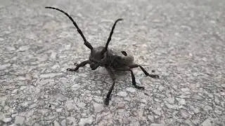 BEETLE (MONOCHAMUS SCUTELLATUS)