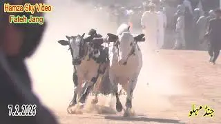 Bull Race In Pakistan Hamza Sky Video Fateh Jang 7 2 2026