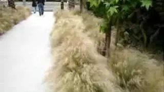 grasses