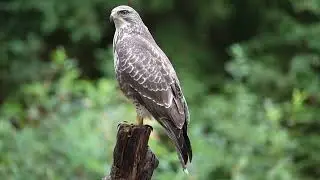 De buizerd.