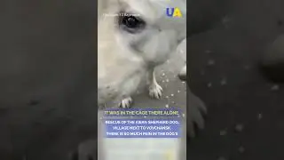 Ukrainian volunteers rescue an alabai dog near the town of Vovchansk, Kharkiv region