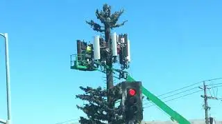 Fremont 5G cell tower hidden in a tree