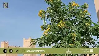من أعمالنا... مشروع زراعة نطاق شرق الدمام، ضمن مبادرة #شرقيتنا_خضراء.