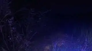 The night air is very cold, but the animals are surprisingly active and happy ( relaxing sounds)
