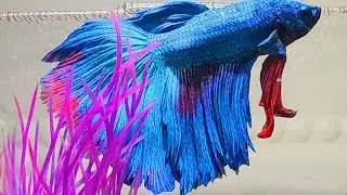 Betta Fish Show: Everyday Betta Fish Life #30