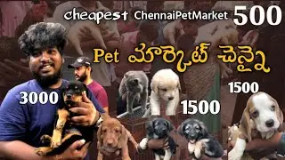 Chennai cheapest pets Broadway Market In Telugu |తక్కువ  ధరలో దొరుకుతున్నాయి