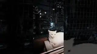 Mojo&rsquo;s Midnight Watch | Relaxing Cat Window Gazing ASMR #cat #calmingvideo #cute