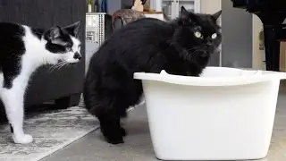 The Mistake You Make When Cleaning The Litter Box
