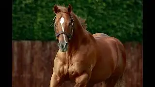 The Starspangledbanner story - 2026 Inglis Premier Yearling Sale