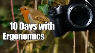 10 Days with the Nikon Z6 Mark III: Ergonomics for Wildlife and Event Shooters