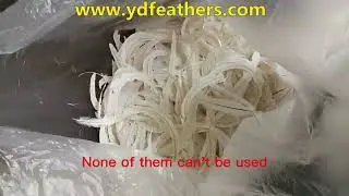 How to choose bleached black Rooster/Coque/Cock Tail Feather?
