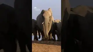Who Helps a Baby Elephant that's Fallen Over??