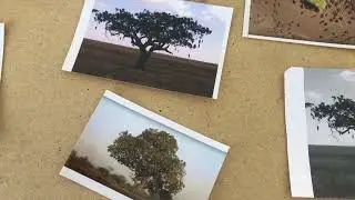 Alba Frenzel Leberwurstbaum und Kunst gemeinsamkeitsforschung, alles karg nur Baum bl&uuml;ht