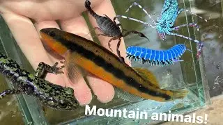 Exploring Appalachia! Fish, arachnids, salamanders
