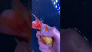 Why do I &ldquo;squeeze&rdquo; the eggs out of my goldfish?