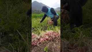 Red onions harvesting in cihaur, may13 #farming #agriculture