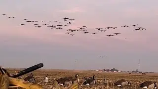 Washington, IL Goose Hunt  (BAND!)