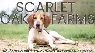 Scarlet Oak Farms