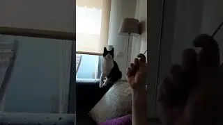 shuffle cat