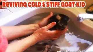 Reviving Cold & Stiff Goat Kid - At Home Treatment/Remedy