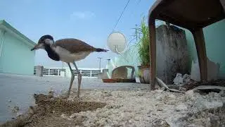 slow motion | Red-wattled lapwing | asian lapwing baby