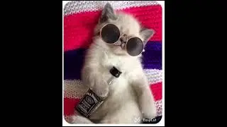 #funny #music #cat reaction
