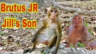 Monkey Brutus JR  Lives Away From Mother Jill Sadly