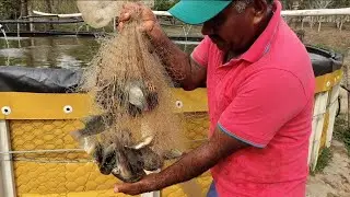 Mudando os alevinos do tanque pequeno para o tanque grande.