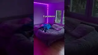 $10,000 Dog Beds