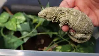 New leachie! Leachie and crested gecko upd