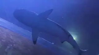Chennai | VGP Marine Kingdom | VLOG