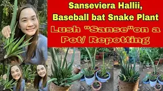 Sansevieria Hallii + Baseball bat Snake Plant + lushness in a Pot + Repotting #sanseviera