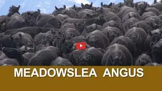 Meadowslea Angus