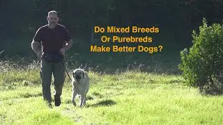 Mixed vs Purebred? #DogTraining #puppytraining