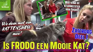 KattenShow Felikat, We doen mee met 5 KATTEN. Hoe mooi is FRODO en FAY? #felikat #kattenshow #3476A