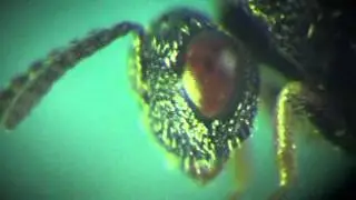Grooming of Eurytoma gleditziae (Eurytomidae) ex Megabruchidius dorsalis (Bruchidae)