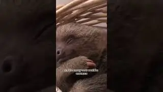 Why are there no fire-breathing animals in nature?#shorts