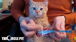 Funny Cats Play Death Metal