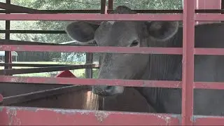 Police: Animals left for days without food and water at Lake Butler slaughterhouse