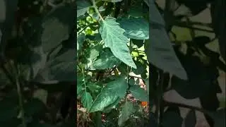 GARDEN TOUR ~ August 3rd, 2025. Dieppe, New Brunswick, Canada. Hardiness Zone 5b