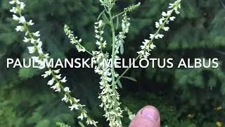 White Sweet Clover, Melilotus albus