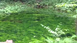 Fern Pond