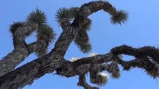 Hidden Valley Nature Trail at Joshua Tree National Park