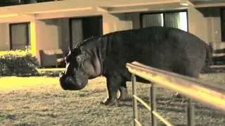 Hippo at night in my backyard
