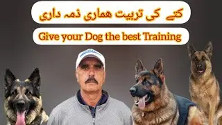 Dog Training