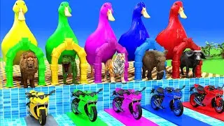 Duck Color Game 🦆🌈 | Animals & Bikes Matching | Fun Learning for Kids